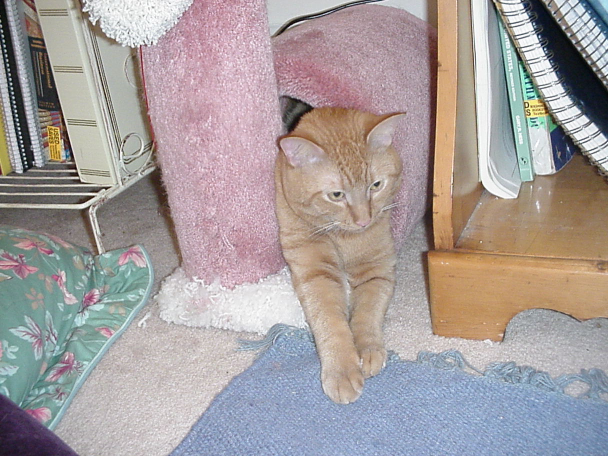 Solomon In Toy 2.jpg